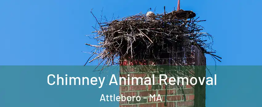 Chimney Animal Removal Attleboro - MA