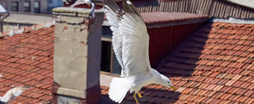 Residential Chimney Animal Removal Solution in Attleboro, MA